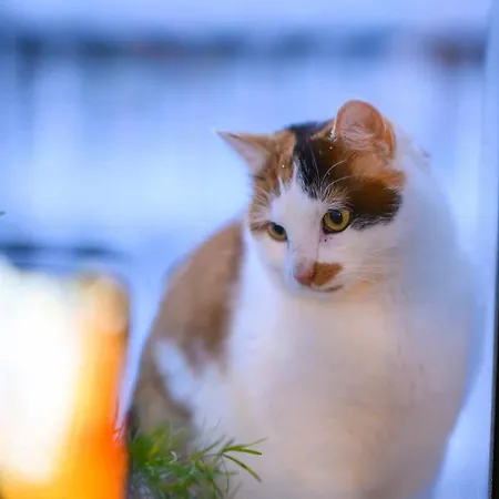 Taszowka - Oborka , Zapole Appartement