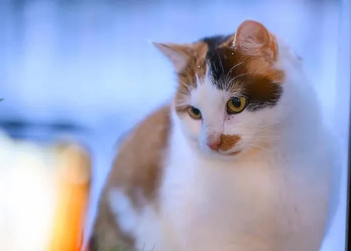 Taszowka - Oborka , Zapole Apartment